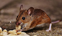 24 Hour & Emergency Exterminators in Haydenville, OH